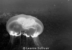 Taken off the coast of North Carolina, when my strobe wen... by Leanne Sullivan 